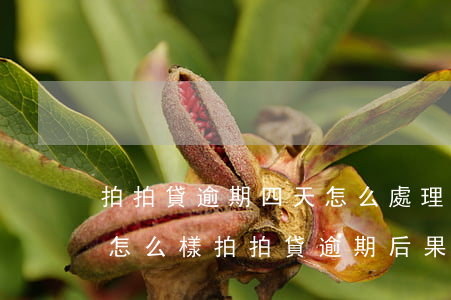 拍拍貸逾期四天怎么處理(拍拍貸逾期兩天會怎么樣?拍拍貸逾期后果介紹)