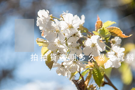 拍拍貸逾期多久暴光資料(拍拍貸嚴重超期)