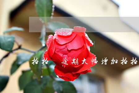 拍拍貸逾期大幅增加(拍拍貸超期)