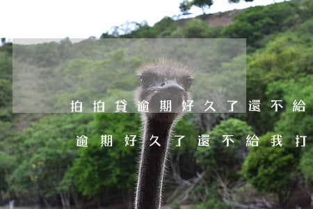 拍拍貸逾期好久了還不給我打電話-拍拍貸逾期好久了還不給我打電話怎么辦
