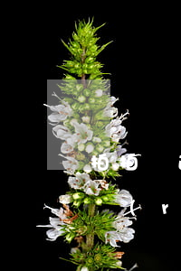 拍拍貸逾期影響芝麻信用(拍拍貸里的芝麻分認(rèn)證會有影響嗎)