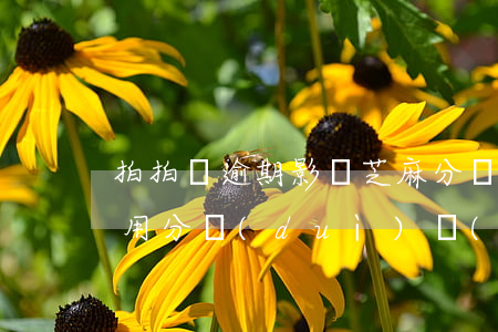拍拍貸逾期影響芝麻分嗎(拍拍貸上傳芝麻信用分對(duì)個(gè)人有影響嗎)
