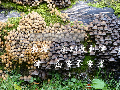 拍拍貸逾期收到律師函要怎么處理(拍拍貸的律師函要不要理會(huì)它)