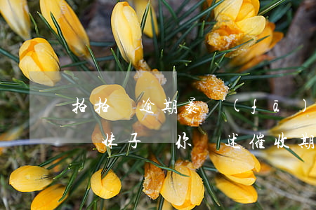 拍拍貸 逾期 暴發(fā)(拍拍貸逾期了怎么辦?妹子給你講述催收期間的真實(shí)經(jīng)歷)