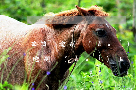 拍拍貸逾期會(huì)上門要賬嗎(拍拍貸逾期會(huì)上門要賬嗎)