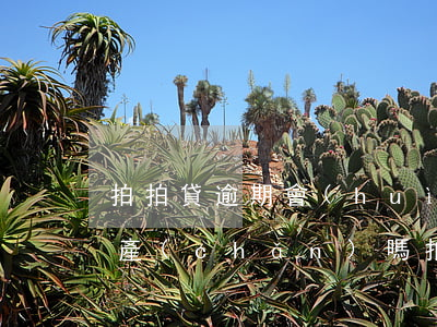 拍拍貸逾期會(huì)凍結(jié)資產(chǎn)嗎(拍拍貸真的會(huì)凍結(jié)賬戶嗎)