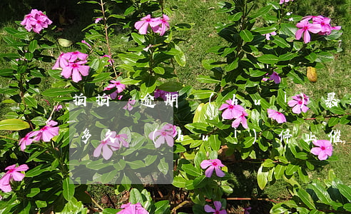 拍拍貸逾期會(huì)暴力催收嗎(拍拍貸多久會(huì)停止催款)