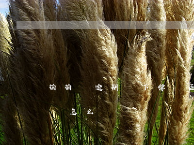 拍拍貸逾期會下律師函嗎(收到拍拍貸律師函該怎么辦)