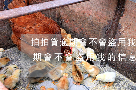 拍拍貸逾期會不會盜用我的信息-拍拍貸逾期會不會盜用我的信息呢