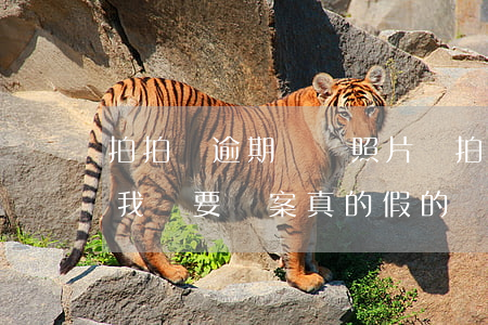 拍拍貸逾期會發照片嗎(拍拍貸逾期發信息給我說要備案真的假的)