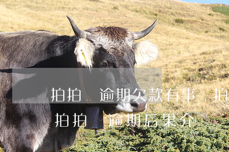 拍拍貸逾期欠款有事嗎(拍拍貸逾期會怎么樣?拍拍貸逾期后果介紹)