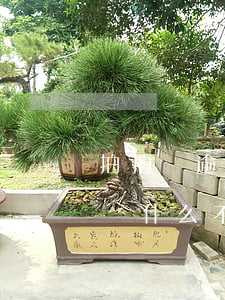 拍拍貸逾期沒還會怎么樣(拍拍貸沒有逾期過,為什么不能借款了)