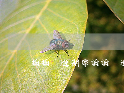 拍拍貸逾期率(拍拍貸逾期率多少)