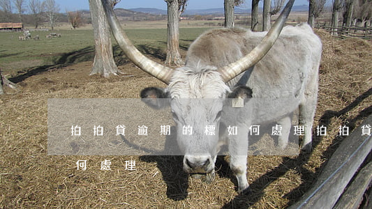 拍拍貸逾期的標如何處理(拍拍貸逾期的標如何處理)