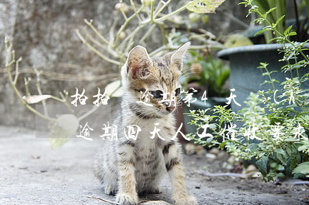 拍拍貸逾期第4天會(huì)怎樣(拍拍貸逾期四天人工催收要求中午12點(diǎn)還款)