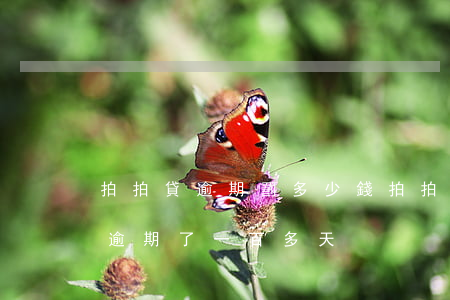 拍拍貸逾期罰多少錢 拍拍貸逾期會被起訴嗎逾期了一百多天