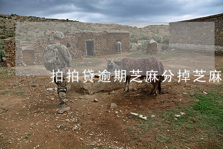 拍拍貸逾期 芝麻分掉(芝麻信用拍拍貸)
