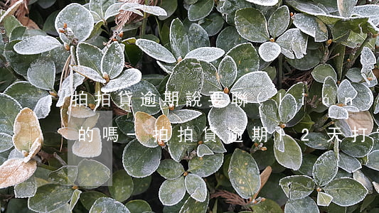 拍拍貸逾期說要聯(lián)系村委會真的嗎-拍拍貸逾期12天打電話說要聯(lián)系村委會是真的嗎