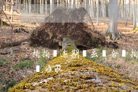 拍拍貸逾期讓去綜合辦(拍拍貸逾期讓去綜合辦催收)
