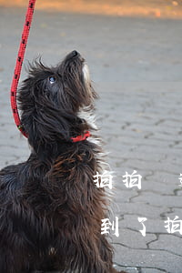 拍拍貸逾期連信用卡都申請(qǐng)不到了(拍拍貸沒(méi)有逾期過(guò),為什么不能借款了)
