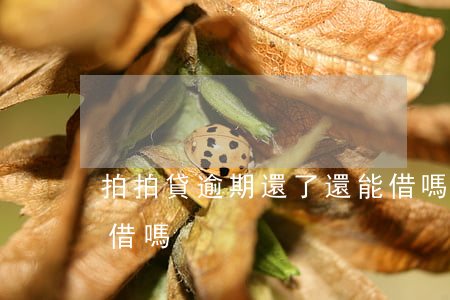 拍拍貸逾期還了還能借嗎(拍拍貸還款了還能借嗎)