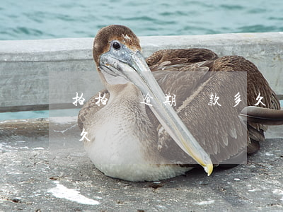拍拍貸逾期還款多久銷賬(拍拍貸逾期還款多久銷賬)