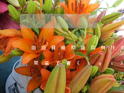 拍拍貸逾期還款有什么影響(拍拍貸有逾期如果還了會(huì)解除征信嗎?)