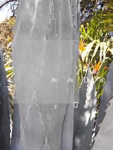 拍拍貸逾期金可以減免嗎(拍拍貸可以申請(qǐng)減免嗎)