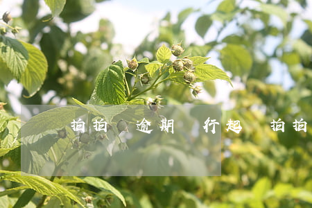 拍拍貸逾期銀行起訴 拍拍貸法院起訴