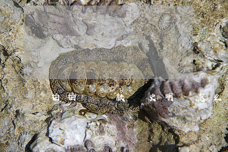 拍拍貸還款歷史明細怎么看不見-