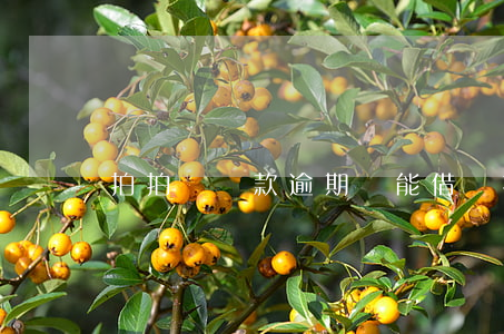拍拍貸還款逾期還能借嗎(拍拍貸還可以借款嗎)