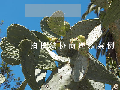 拍拍贷协商还款案例