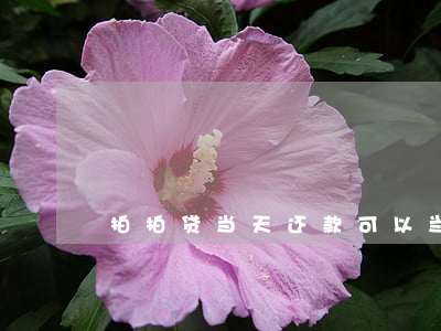 拍拍贷当天还款可以当天再借吗-