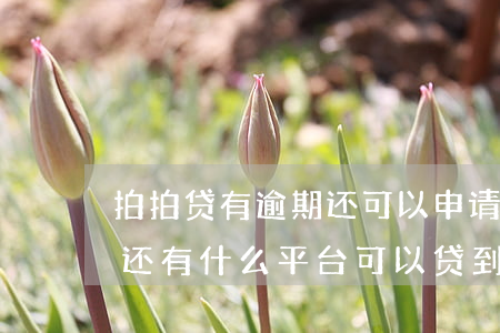 拍拍贷有逾期还可以申请吗-拍拍贷有逾期还有什么平台可以贷到款