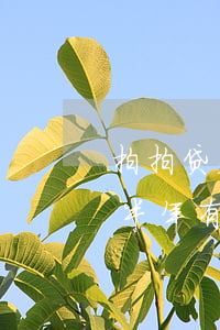 拍拍贷欠700多会上门吗(拍拍贷欠一万多半年有人经历过上门催收吗?)