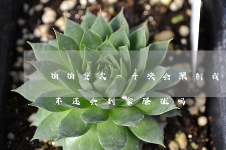 拍拍贷欠一千块会限制我吗(欠拍拍贷一千五,不还会到家骚扰吗?)