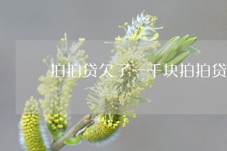 拍拍贷欠了一千块(拍拍贷一千块钱会起诉吗)