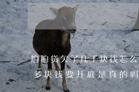 拍拍贷欠了几千块钱怎么办(拍拍贷欠了两千多块钱要开庭是真的吗?)