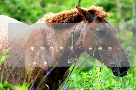 拍拍贷欠钱平安普惠还款(拍拍贷转让给平安普惠)