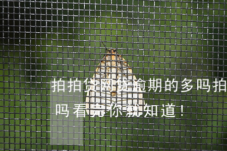 拍拍贷网贷逾期的多吗(拍拍贷逾期会上征信吗?看完你就知道!)