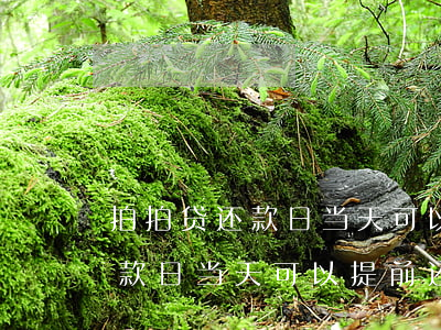 拍拍贷还款日当天可以提前还吗-拍拍贷还款日当天可以提前还吗