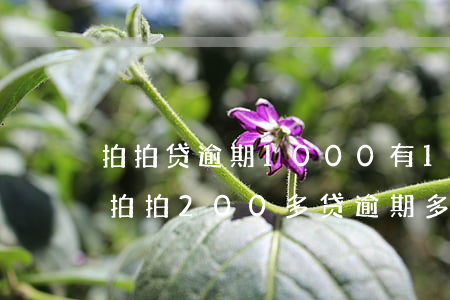 拍拍贷逾期1000,有100多天,说是立案（拍拍200多贷逾期多久会起诉）