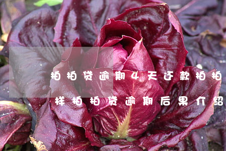 拍拍贷逾期4天还款(拍拍贷逾期三天会怎么样?拍拍贷逾期后果介绍)