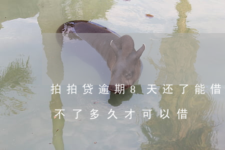 拍拍贷逾期8天还了能借(拍拍贷逾期一天借不了,多久才可以借)
