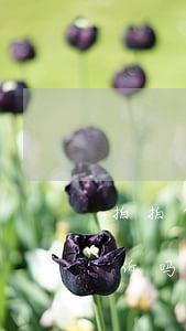 拍拍贷逾期90天拉黑吗(拍拍贷逾期会被起诉吗逾期了一百多天)