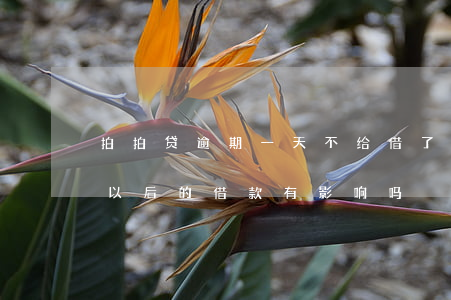 拍拍贷逾期一天不给借了(拍拍贷逾期一天对以后的借款有影响吗)
