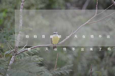拍拍贷逾期一天在借不出来了吗-拍拍贷逾期一天在借不出来了吗会怎么样