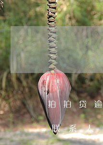 拍拍贷逾期会联系联系人 拍拍贷逾期会联系联系人吗