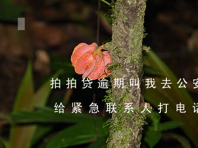 拍拍贷逾期叫我去公安局(拍拍贷逾期两天会给紧急联系人打电话吗)