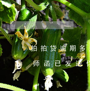 拍拍贷逾期多久寄律师函(拍拍贷严重逾期,律师函已发送你手机)